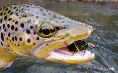 Add 146 PA Streams to the Class-A Wild Trout and Wild Trout Streams Lists