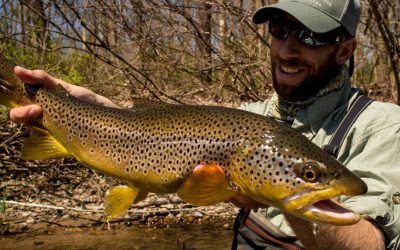 Wild vs Stocked : The Hierarchy of Trout in Pennsylvania