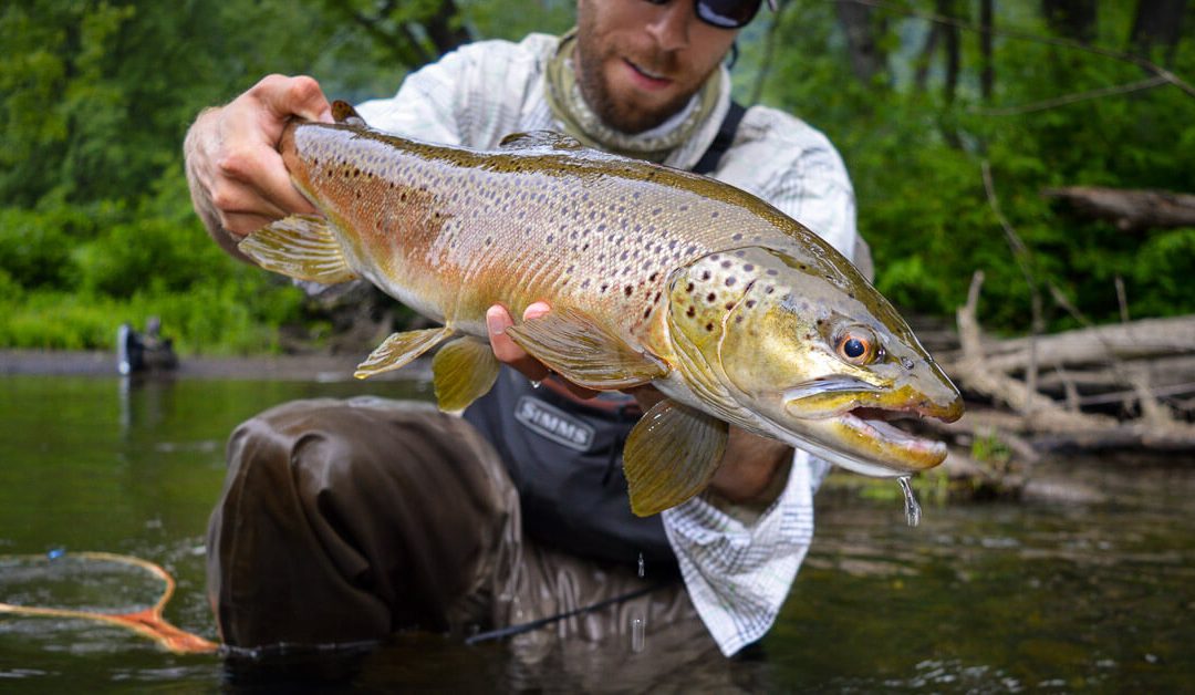 Holding a Trout — Their Heart in Your Hands