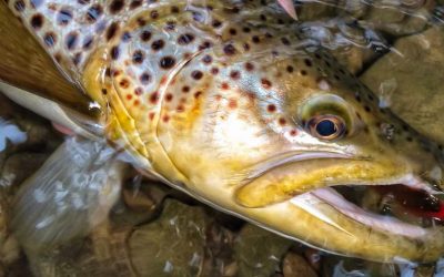 Fifty Fly Fishing Tips: #7 — Choose lots of fish, or choose big fish — You can’t have both