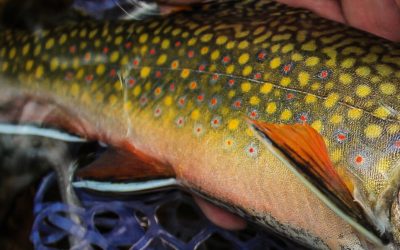 The Pennsylvania Wild Trout Summit is Coming