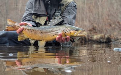 Where to find Big Trout | Part Four: The Permanent Structure