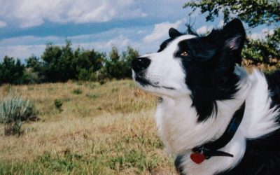 Border Collie and the Thunderstorm