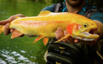 Streamside | All that Glitters — Gink & Gasoline on Golden Trout