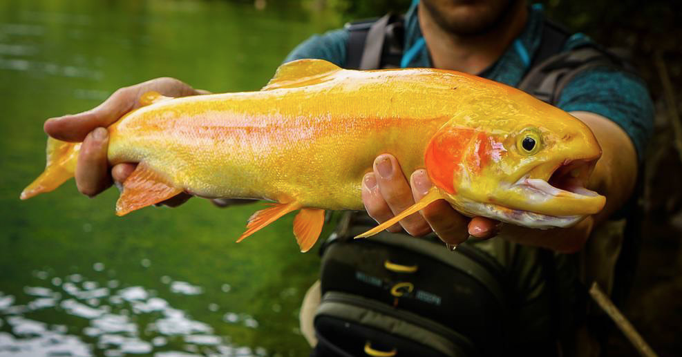 Streamside | All that Glitters — Gink & Gasoline on Golden Trout