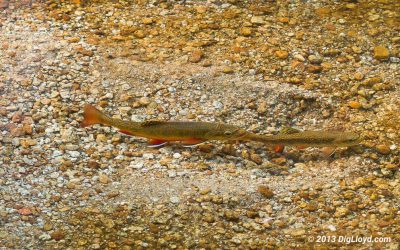 Redd Fish — Should we fish for trout through the spawn or stay home?