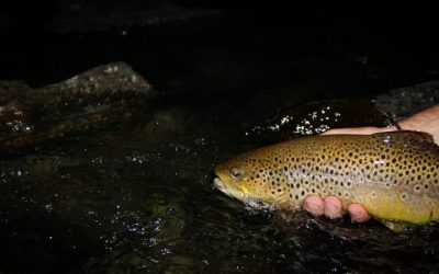 Night Shift — This River and the Other River