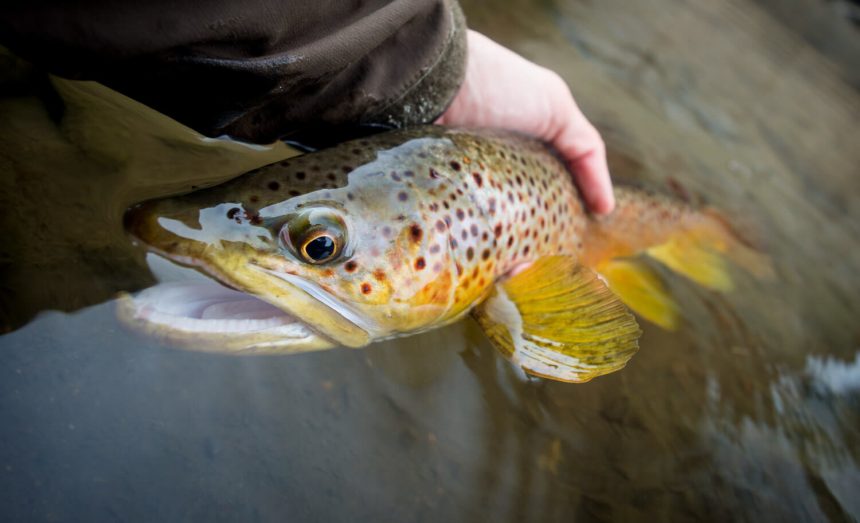 pat-burke-brown-trout-eye