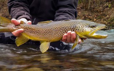 Split Shot vs Weighted Flies