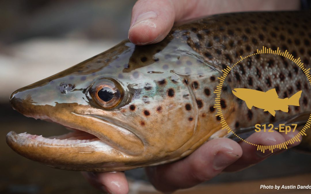 PODCAST: Dry Fly Skills Series #7 — Fishing Dry Flies — S12, Ep7