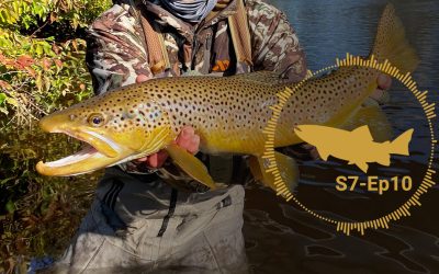 PODCAST: Why We All Love Big Trout