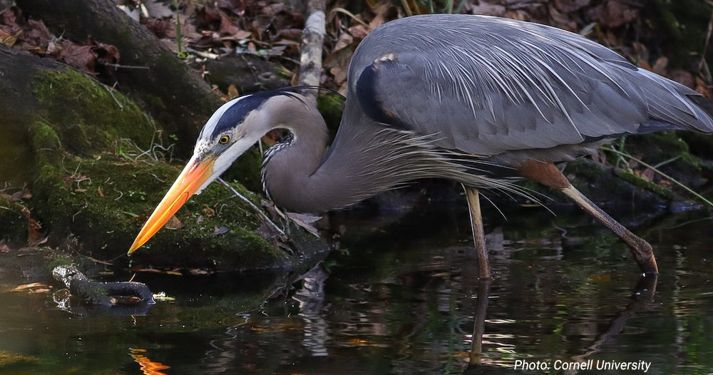 Be the Heron