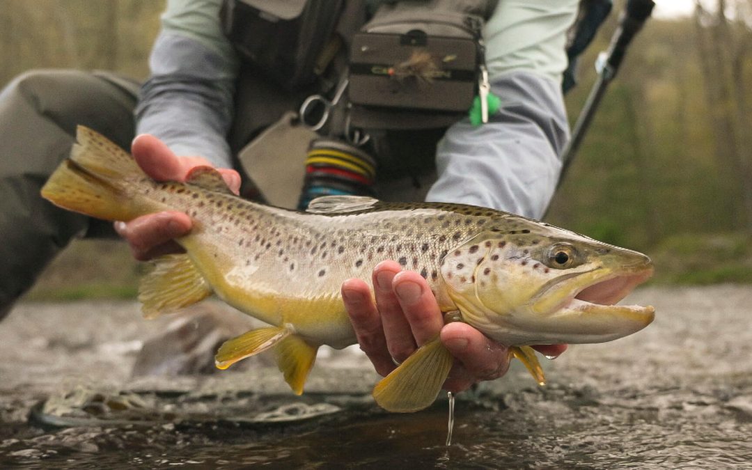 The Setup Cast — Fly Fishing Strategies