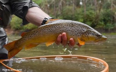 Slipping Contact — Tight Line and Euro Nymphing