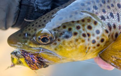 Q&A: Streamers — Sinking Line or Tight Line?