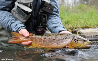 Be a Voice for Wild Trout — Your Most Effective Conservation Measure is Also the Easiest