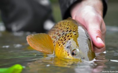 In Defense of Catching and Counting Fish — Why numbers in the Net Matter