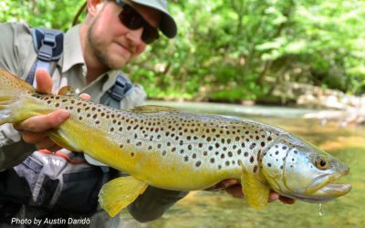 How to Hold a Trout