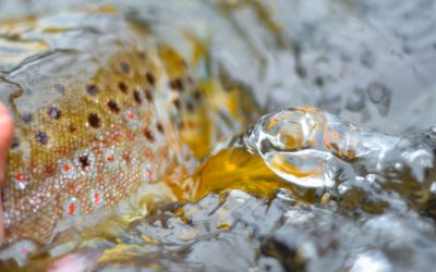 Fifty Fly Fishing Tips: #39 — Look Upstream to Find the Seams