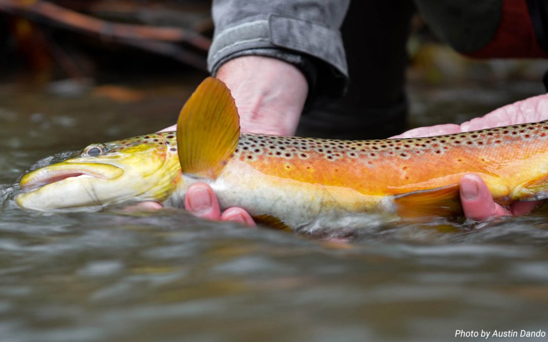 Strategies for Pressured Trout — Something Different or Something Natural?