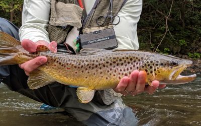 Where to find big trout | Part One: Big, Bigger, Biggest