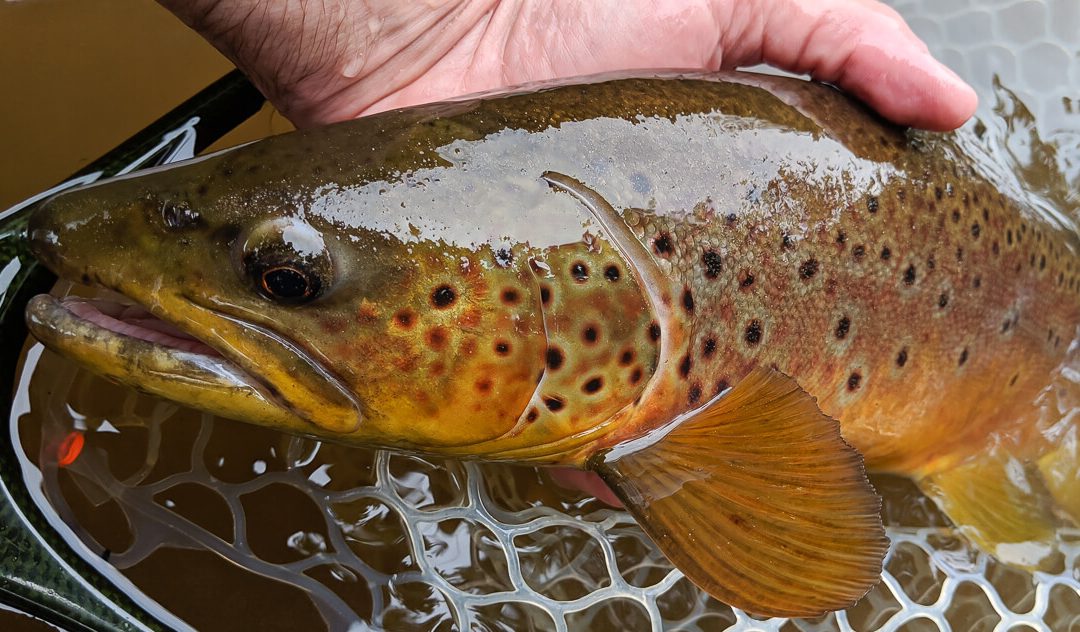 Where to Find Big Trout | Part Three: The Special Buckets