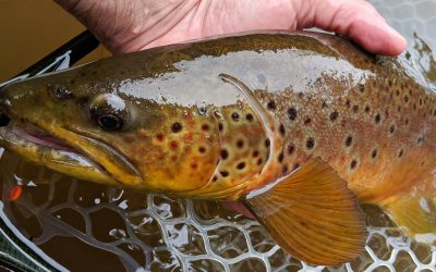 Where to Find Big Trout | Part Three: The Special Buckets