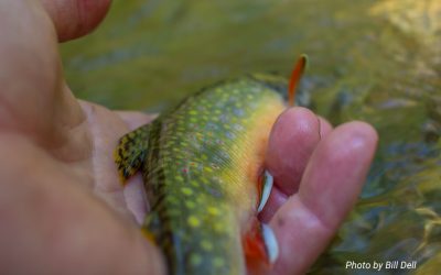 Fifty Fly Fishing Tips: #44 — From the Wrist to the Rod Tip