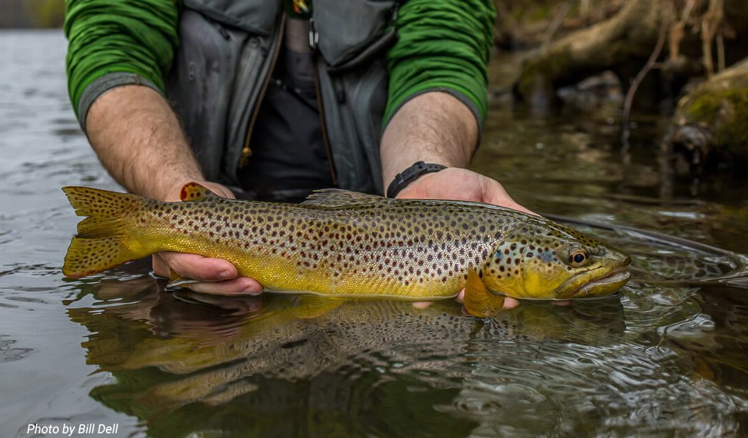 Why and When | Drop Shot Nymphing on a Tight Line Rig — Pt.2