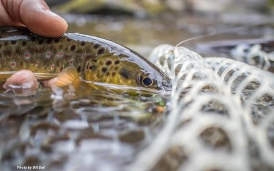 Tight Line and Euro Nymphing — The Lift and Lead