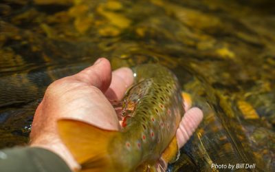 Fifty Fly Fishing Tips: #43 — Two Ways to Recover Slack