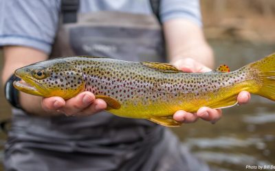 Trout Like To Line Up In Productive Seams