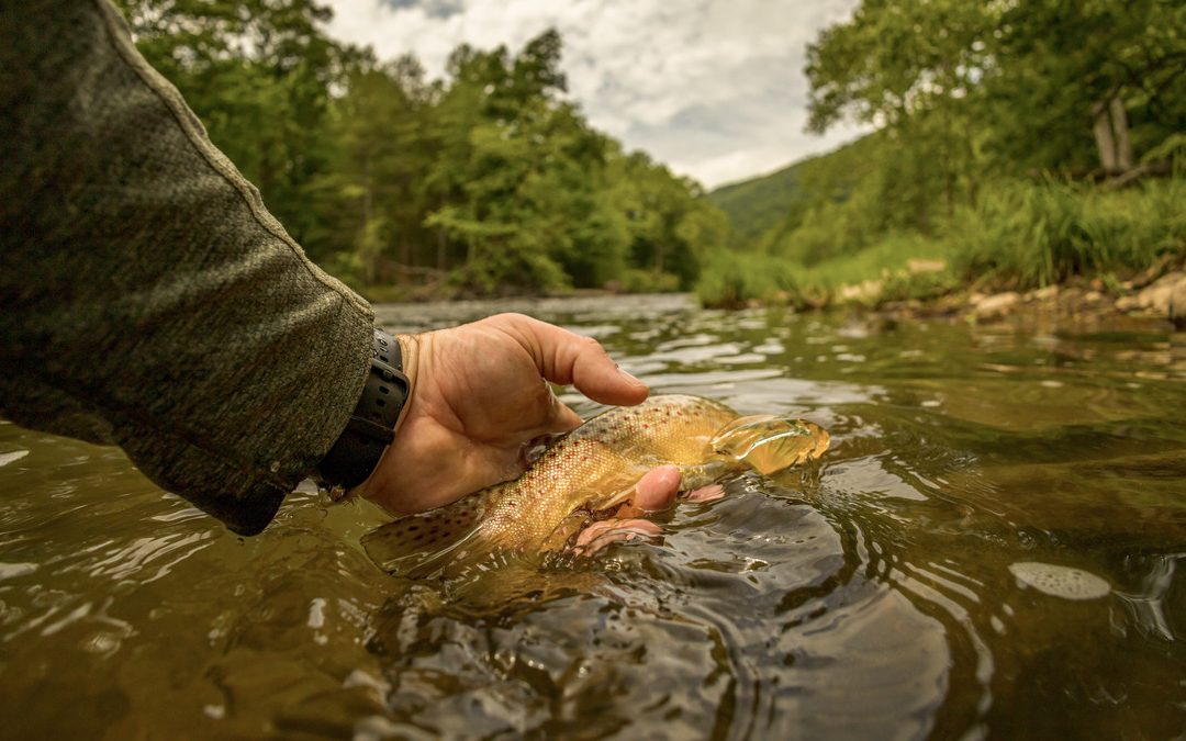 The Hard Truth About Why You Can’t See Your Dry Fly