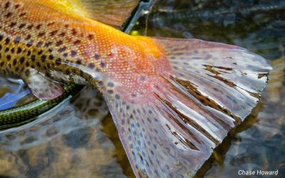 Fifty Fly Fishing Tips: #16 — You don’t need big flies to catch big trout