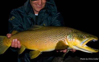 Super-Prime Lies and Big Trout | The Spots Within the Spots