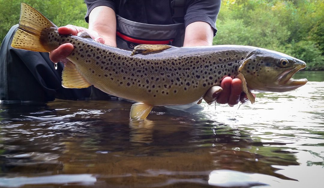 Fifty Fly Fishing Tips: #4 — Fish Familiar Waters