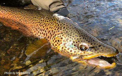 Fighting Big Fish — Work With a Trout and Not Against It