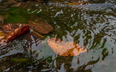 Full Days of Early Fall