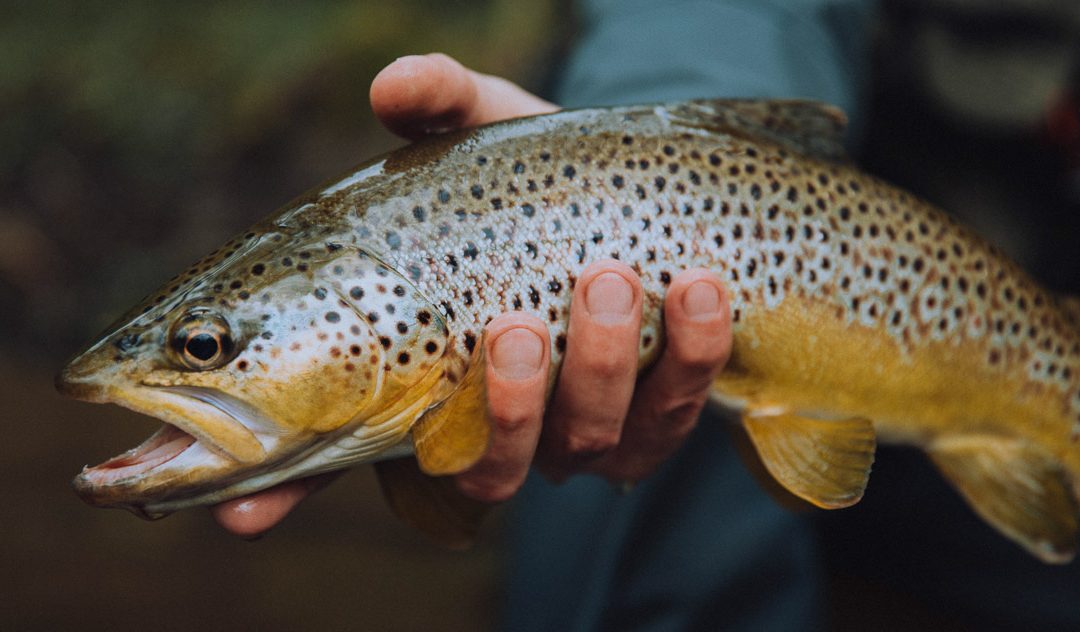 Are We Taking the Safety of Trout Too Far?