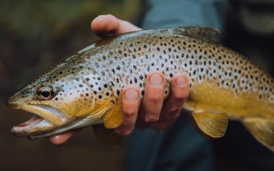 Are We Taking the Safety of Trout Too Far?