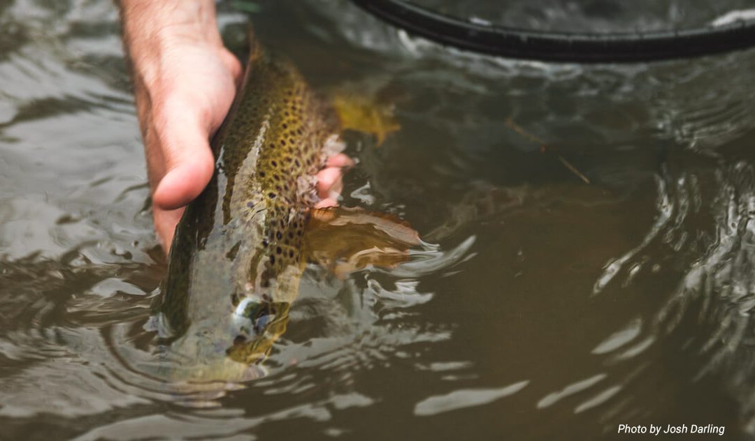 If You Have to Revive a Trout, It’s Probably Too Late