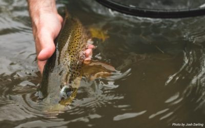 If You Have to Revive a Trout, It’s Probably Too Late