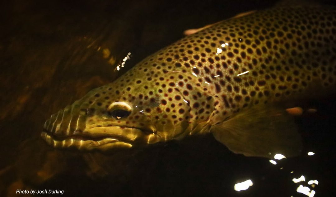 Night Fishing for Trout — Upside Down and Backward