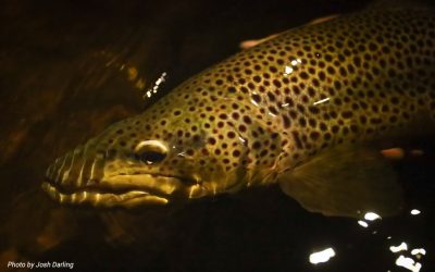 Night Fishing for Trout — Upside Down and Backward