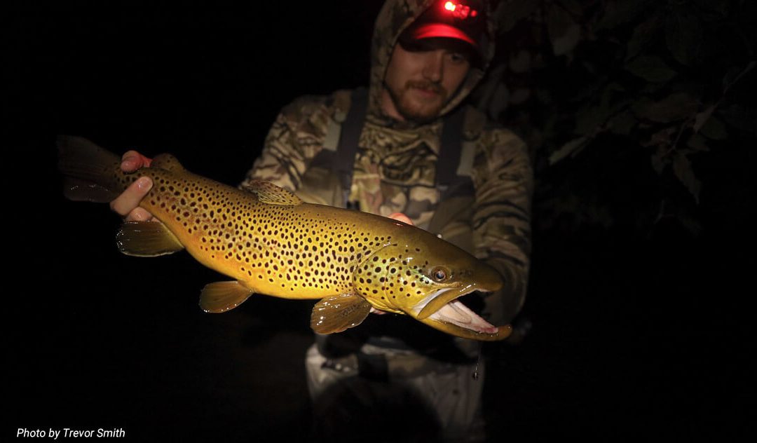 Night Fishing for Trout –The Wiggle and Hang