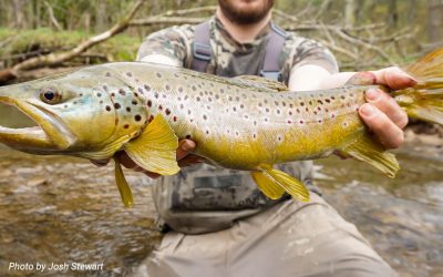 Fighting Big Fish — Keep ‘Em Down