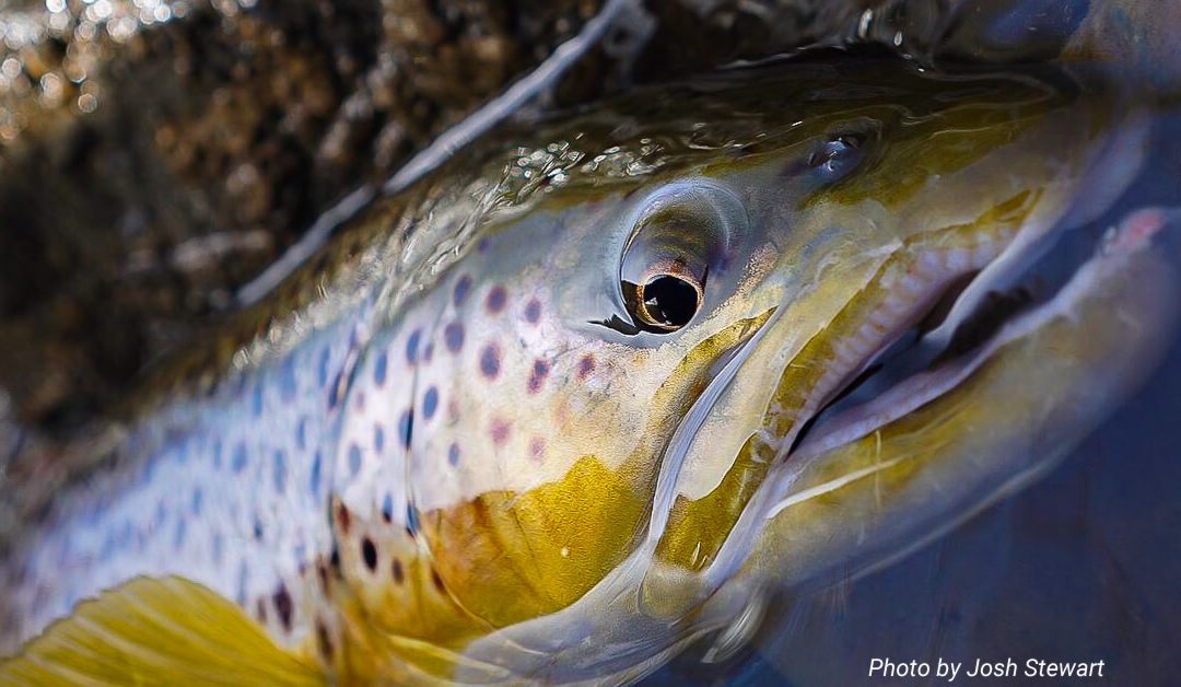 Fifty Fly Fishing Tips: #46 — Fight Big Fish Upstream