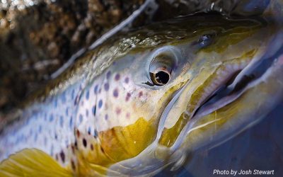 Fifty Fly Fishing Tips: #46 — Fight Big Fish Upstream