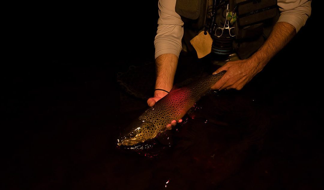 Night Fishing for Trout — The Bank Flash