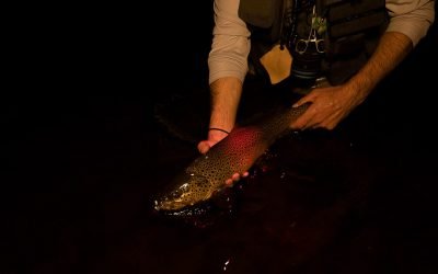 Night Fishing for Trout — The Bank Flash